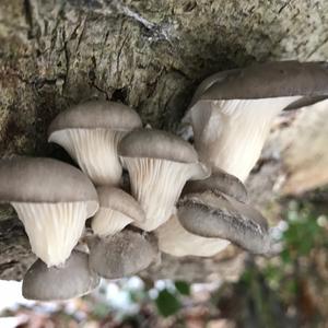 Oyster Mushroom