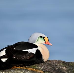 King Eider