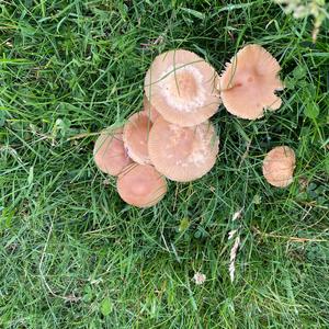 Fairy Ring Mushroom