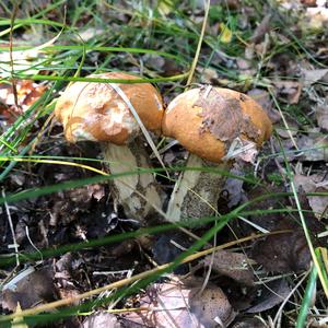 Orange Birch Bolete