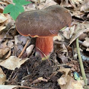 Dotted-stem Bolete