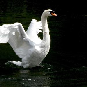 Mute Swan