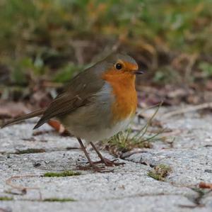 European Robin