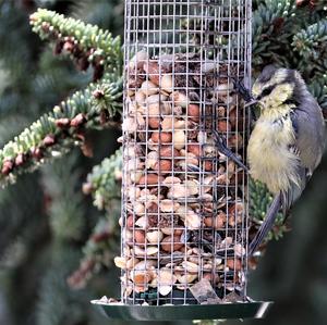 Blue Tit