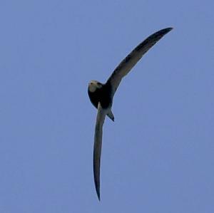 Common Swift