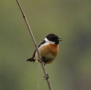 European stonechat