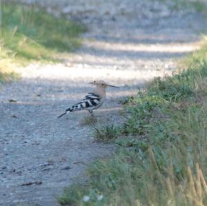 Eurasian Hoopoe