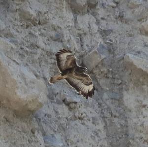 Common Buzzard