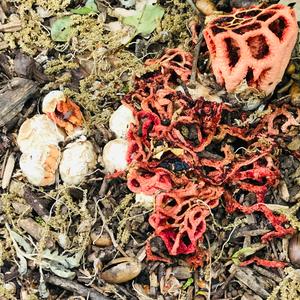 Red Cage Fungus