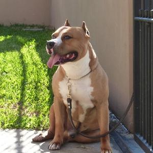 American Staffordshire Terrier