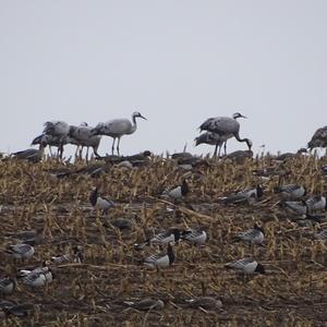 Common Crane