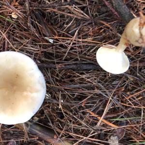 Funnel Clitocybe