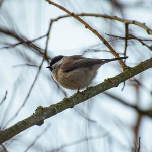 Willow Tit