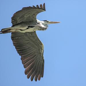 Grey Heron