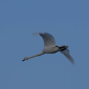 Mute Swan