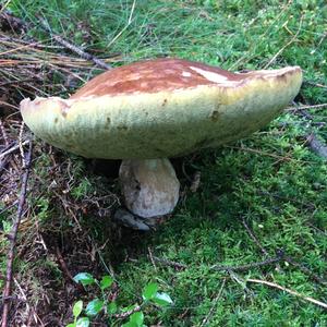 King Bolete