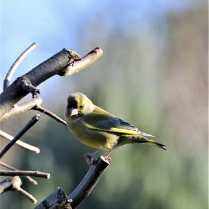 European Greenfinch