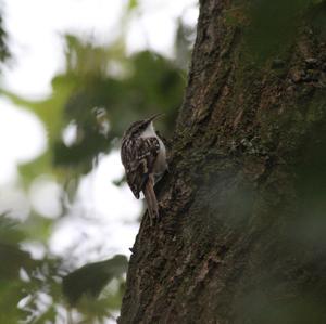 Short-toed Treecreeper