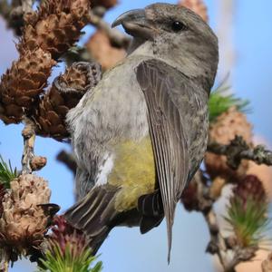 Red Crossbill