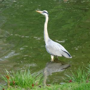 Grey Heron