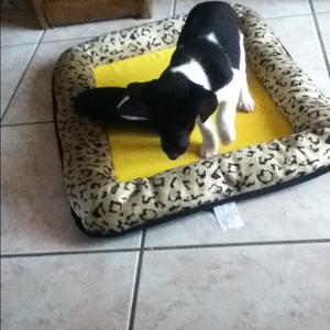 Unknown Breed