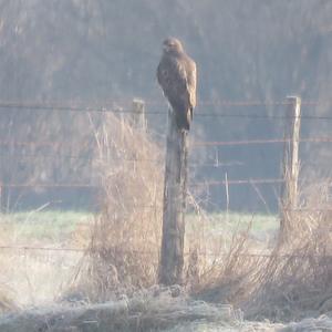 Common Buzzard