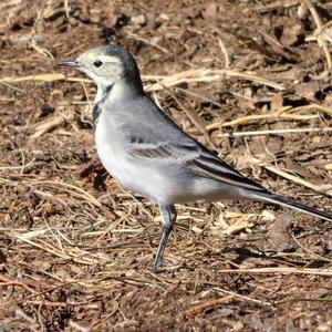 White Wagtail