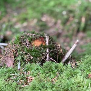 King Bolete