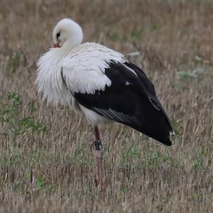 White Stork