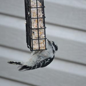 Downy Woodpecker