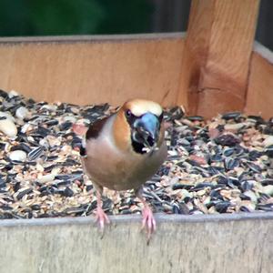 Hawfinch