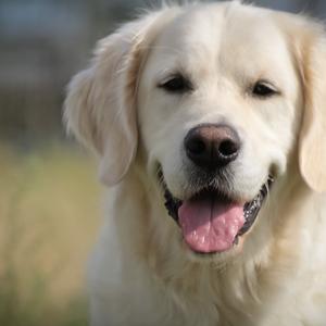 Retriever (Golden)