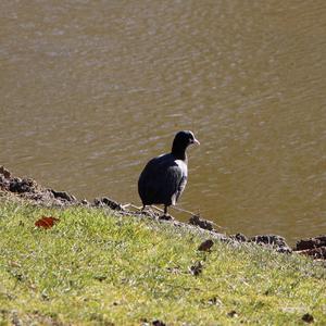 Common Coot