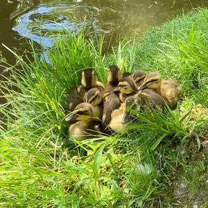 American Black Duck