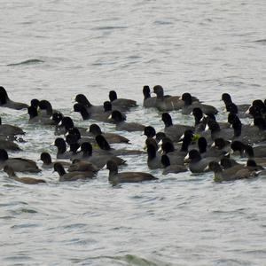 Common Coot