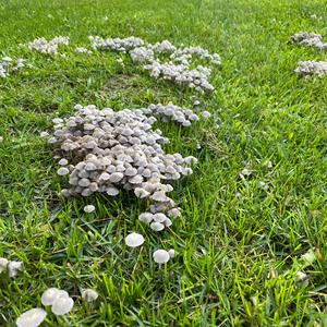 Non-inky Coprinus