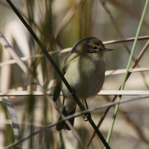 Common Chiffchaff