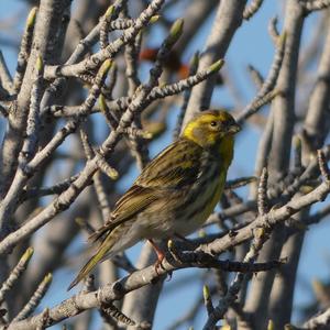 European Serin