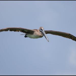 Brown Pelican