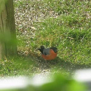 Eurasian Bullfinch