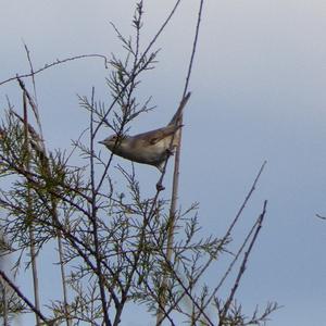 Subalpine Warbler