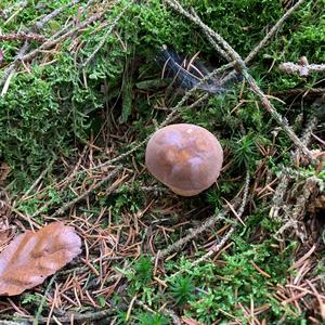 Summer Bolete