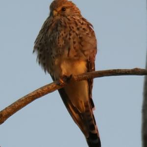 Common Kestrel