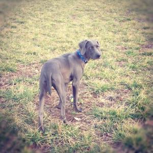 Weimaraner