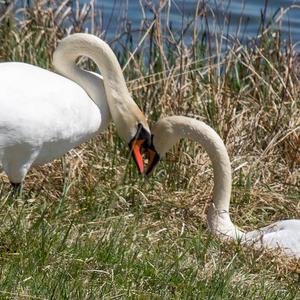 Mute Swan