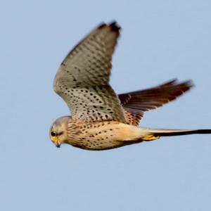 Common Kestrel