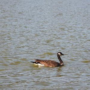 Canada Goose