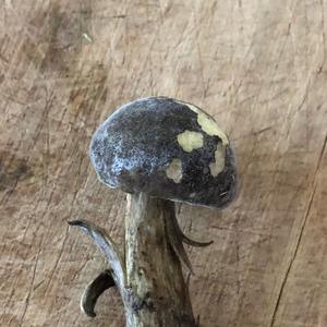 Yellow-cracked Bolete