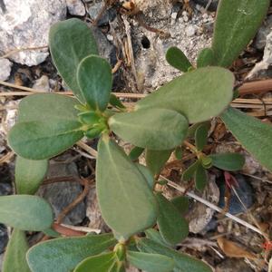 Purslane (Common)