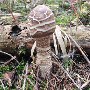 Shaggy Parasol